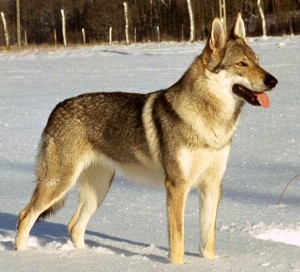Ohio Animal Attorneys: Wolf-Hybrids and Wolfdogs