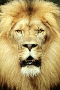 Lion (Ohio Dangerous Wild Animal Attorneys)