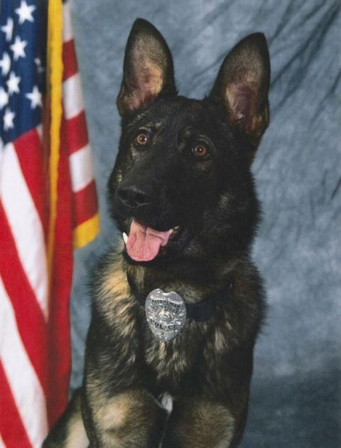 police dog