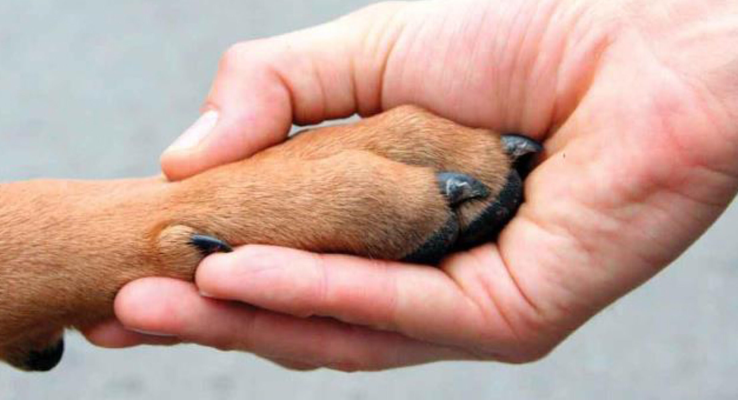 Animal Law