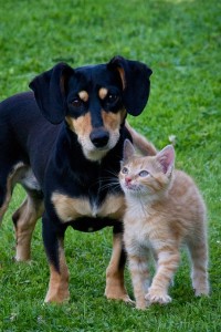 Animal Cruelty Attorneys Ohio. Dog and Cat