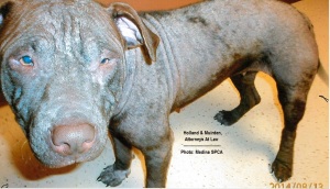 Medina Ohio Attorneys Animal Cruelty Case