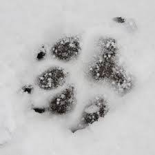 Animal Custody Attorneys. Dog footprint in the snow