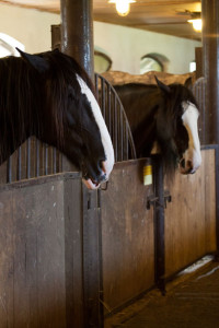 Ohio Equine Attorneys: Stables, Boarding, Farriers, Liability, Horse Breeding, Equestrian Clubs, Equine Corporations