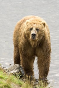 Bear (Ohio Wildlife Sanctuary Attorneys)