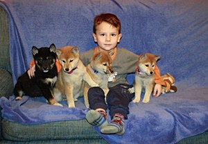 Shiba Inu dogs Ohio