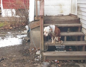 Chained dog