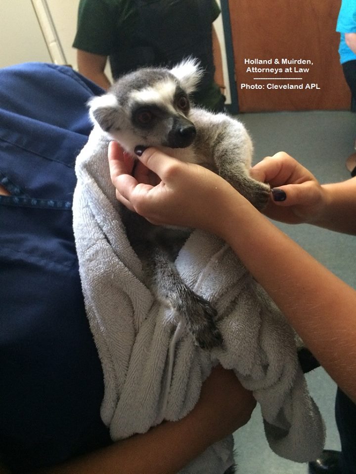 Nova the Lemur